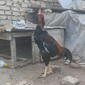 horaz Tashkent boytsowy