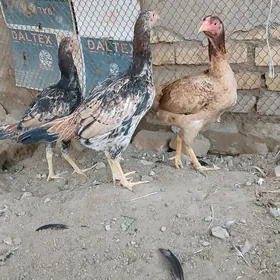 байес маки жужелер