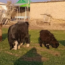 çebiş we teke bakylan