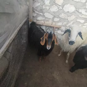 guzyly goýun çewiş