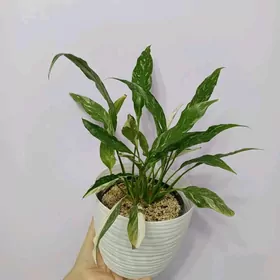 ЖЕНСКОЕ СЧАСТЬЕ ВАРИЕГАТНАЯ