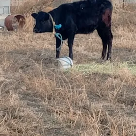 TÜWE ÇORNY PIÝESTUR