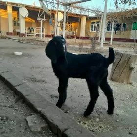 Пакистан овлак 1 хепделик