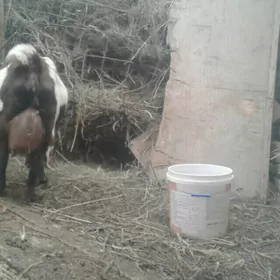 пакистан гечи