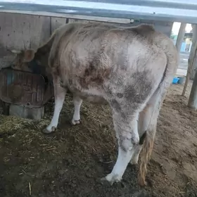 arginal dalgyr goleli sygyr