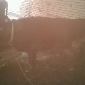 okuz hour gulajyn bakylan