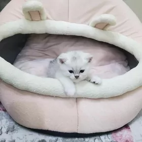 котёнки, pishijekler