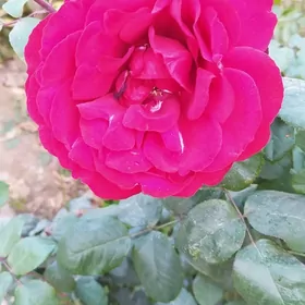 Роза roza gul nahaly