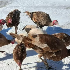 induk sisarka,indawutga ordek