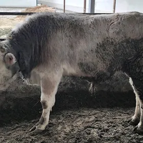 бакыда дуран окузлер