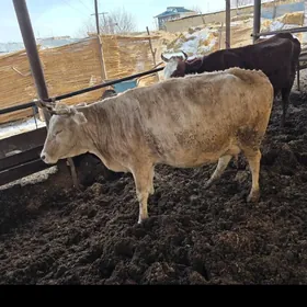 саглик инек