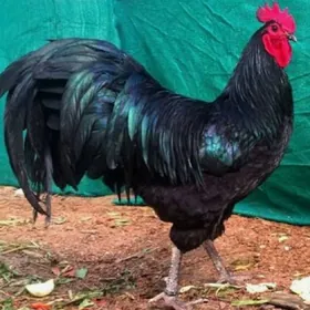 , АВСРОЛОРП 