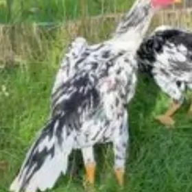 ОH SHAMO MEKILER SATLYK