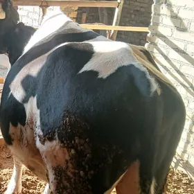 ОКУЗ  ГАЛЬШТЕЙИН  ......