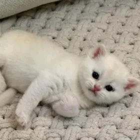 чистокровный шотланский катята