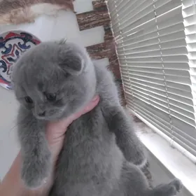 Шотландские котята