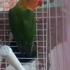 попугаи неразлучники фишера