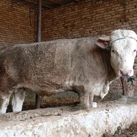 Arassa tohum öküzler