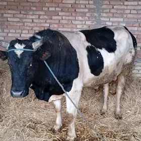 Arassa tohum öküzler