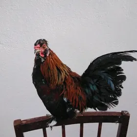 Karlik Towuklar we Horazlar