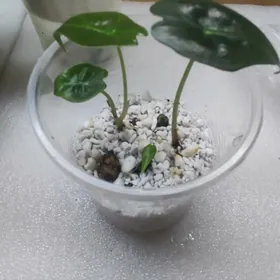 Алоказия Полли