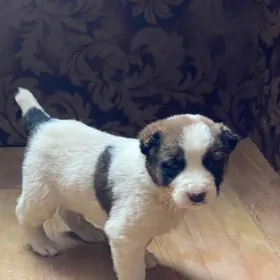 Turkmen alabay it gujik