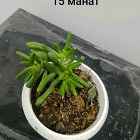 Домашний растения