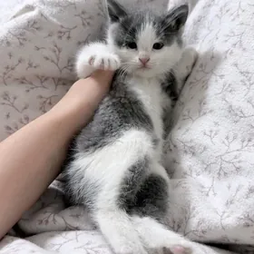 котенок месяц