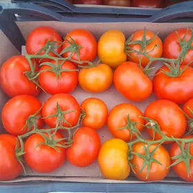 Aýal gyzlar işgär gerek