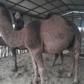 bogoz. düyölör  2. 3  garny