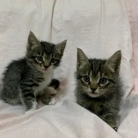 В добрые руки