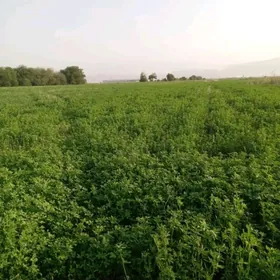 Ýorunja ekilen ýer