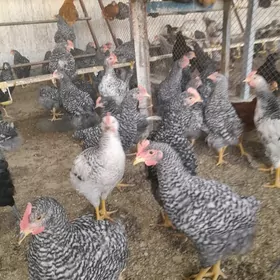 Towuk Horaz Amatly baha!