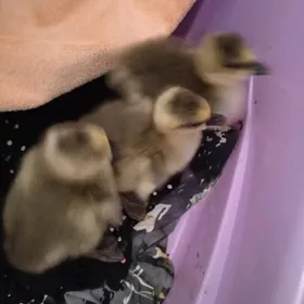 газ жужелер