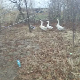 газ ве ордеклер