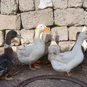 Ördek indutga gus towuk bedene