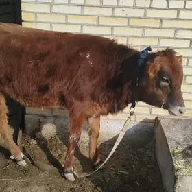 Bakylan gulajyn göle