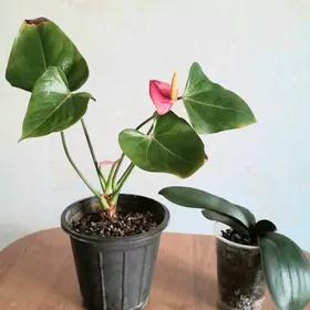 цветы антуриум орхидея