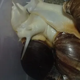 Улитки Ахатины