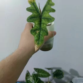 Алоказия Жаклин