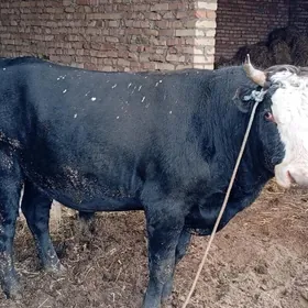 Arassa tohum öküzi