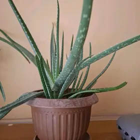 Алое лечебный,4 года