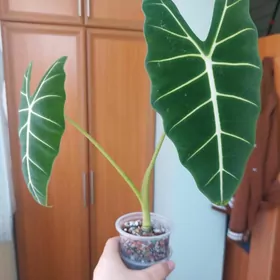 Алоказия Мишольца