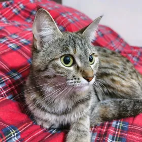 Кошка в добрые руки