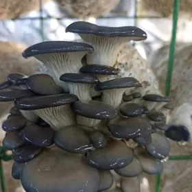 Komelek,Грибоводство