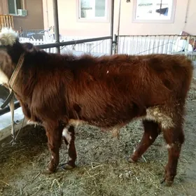 smental katyş öküz