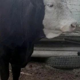 Simental bogaz sygyr