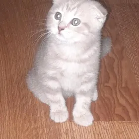 шотландская шиншилла