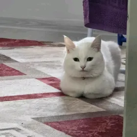 ak pisik в добрые руки