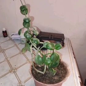 ДЕНЕЖНОЕ ДЕРЕВО  GUL